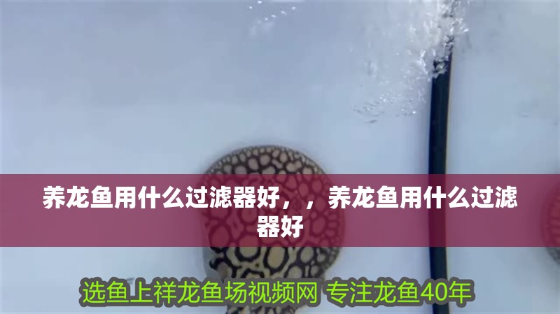 養龍魚用什么過濾器好，，養龍魚用什么過濾器好