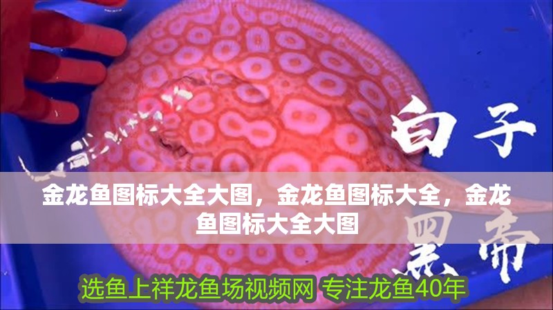 金龍魚圖標大全大圖，金龍魚圖標大全，金龍魚圖標大全大圖