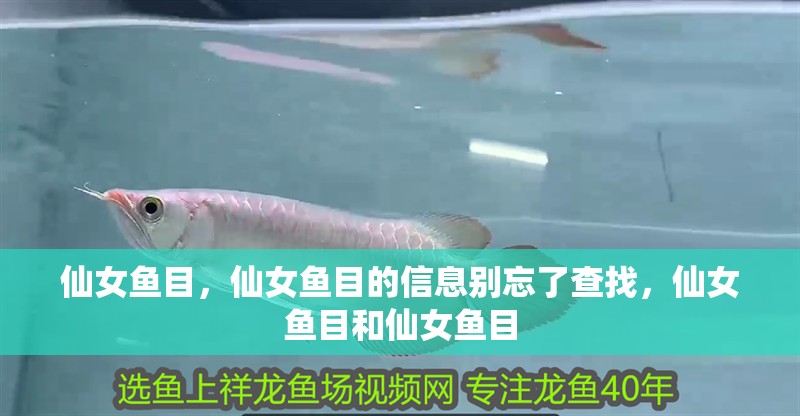 仙女魚目，仙女魚目的信息別忘了查找，仙女魚目和仙女魚目