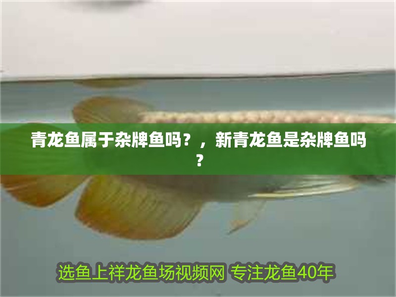 青龍魚屬于雜牌魚嗎？，新青龍魚是雜牌魚嗎？