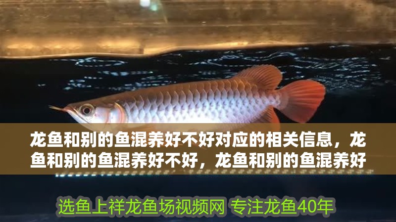 龍魚和別的魚混養(yǎng)好不好對應(yīng)的相關(guān)信息，龍魚和別的魚混養(yǎng)好不好，龍魚和別的魚混養(yǎng)好不好