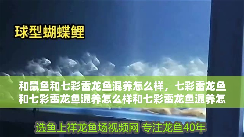 和鼠魚和七彩雷龍魚混養怎么樣，七彩雷龍魚和七彩雷龍魚混養怎么樣和七彩雷龍魚混養怎么樣