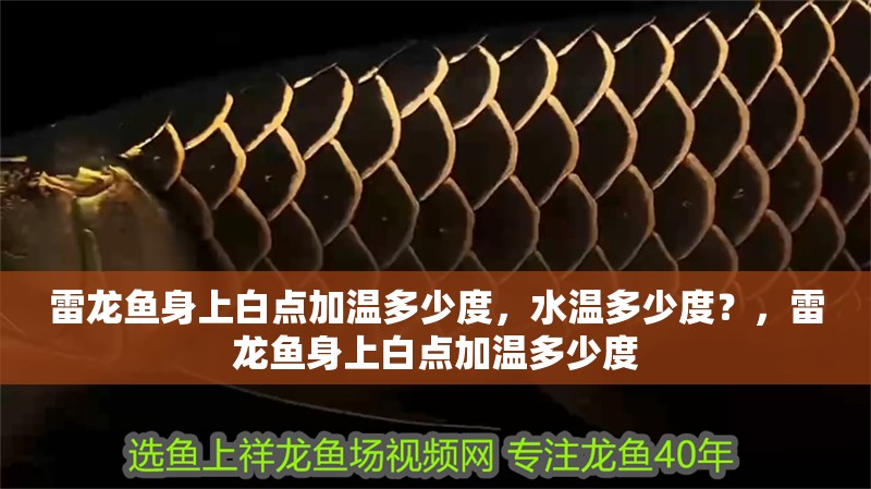 雷龍魚身上白點加溫多少度，水溫多少度？，雷龍魚身上白點加溫多少度
