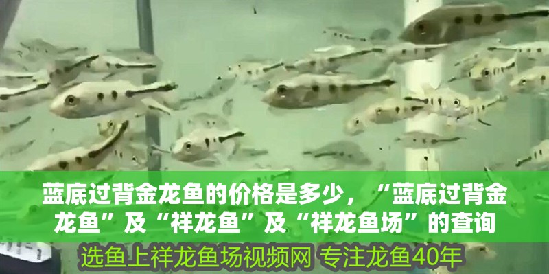 藍底過背金龍魚的價格是多少，“藍底過背金龍魚”及“祥龍魚”及“祥龍魚場”的查詢 藍底過背金龍魚的價格是多少，“藍底過背金龍魚”及“祥龍魚”及“祥龍魚場”的查詢 觀賞魚百科 第4張
