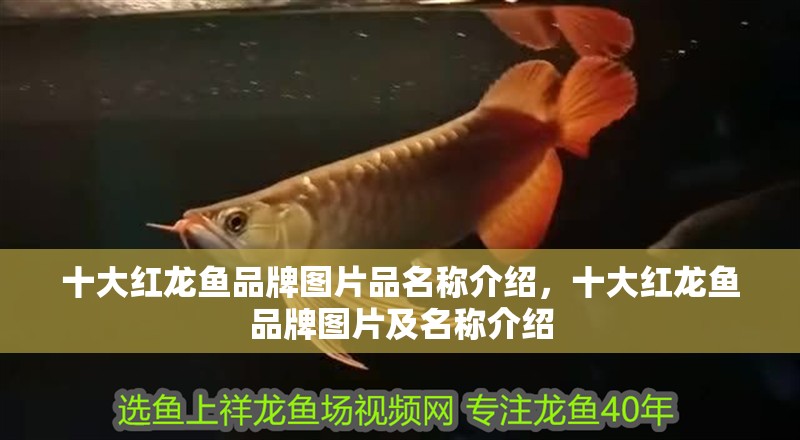 十大紅龍魚品牌圖片品名稱介紹，十大紅龍魚品牌圖片及名稱介紹