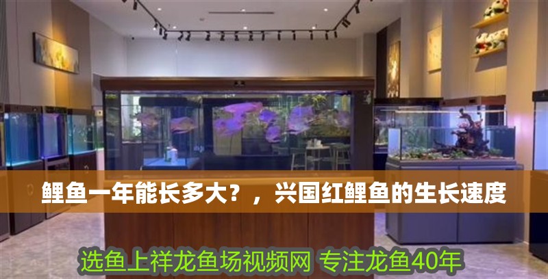 鯉魚一年能長多大？，興國紅鯉魚的生長速度 鯉魚一年能長多大？，興國紅鯉魚的生長速度 觀賞魚百科 第5張