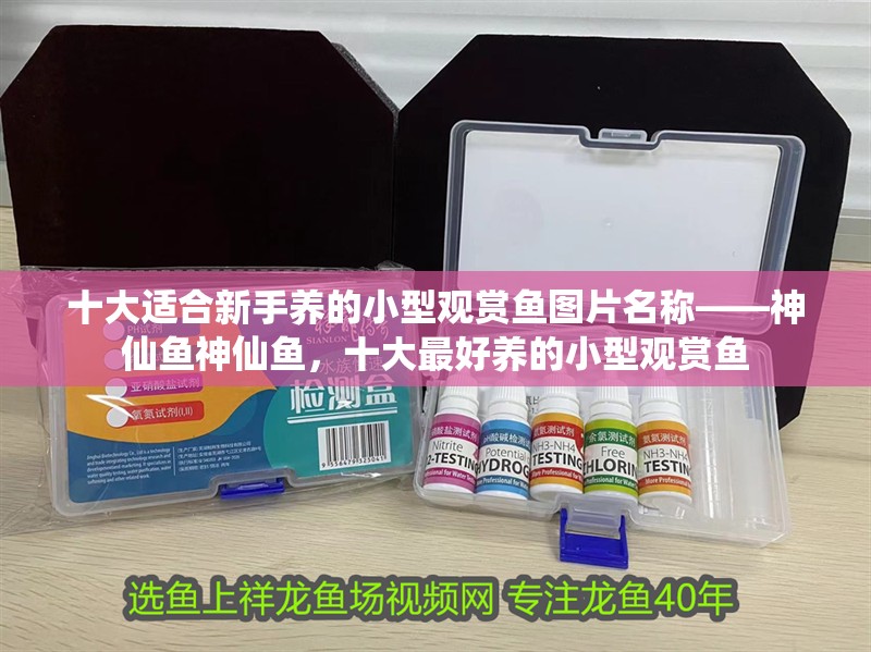 十大適合新手養的小型觀賞魚圖片名稱——神仙魚神仙魚，十大最好養的小型觀賞魚