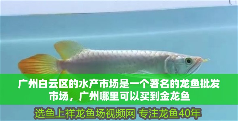 廣州白云區(qū)的水產(chǎn)市場(chǎng)是一個(gè)著名的龍魚批發(fā)市場(chǎng)，廣州哪里可以買到金龍魚