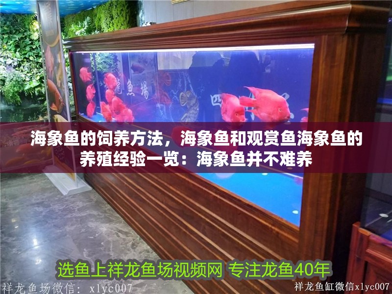 海象魚的飼養(yǎng)方法，海象魚和觀賞魚海象魚的養(yǎng)殖經(jīng)驗一覽：海象魚并不難養(yǎng)