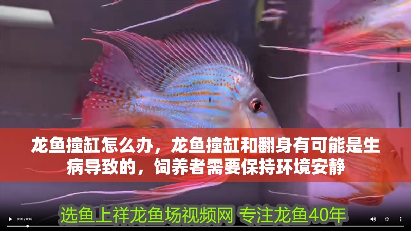 龍魚撞缸怎么辦，龍魚撞缸和翻身有可能是生病導致的，飼養者需要保持環境安靜