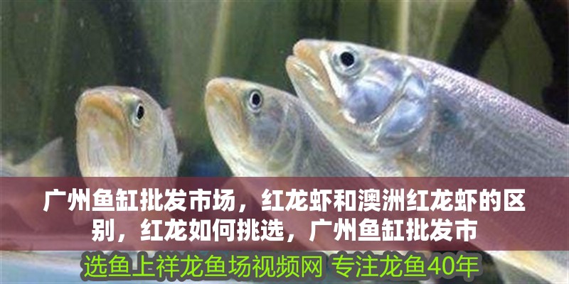 廣州魚缸批發市場，紅龍蝦和澳洲紅龍蝦的區別，紅龍如何挑選，廣州魚缸批發市