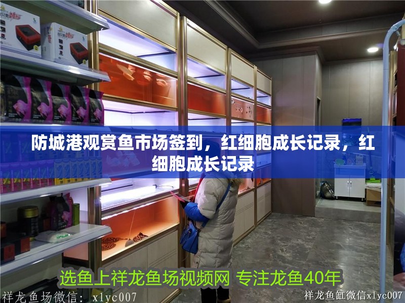 防城港觀賞魚市場簽到，紅細胞成長記錄，紅細胞成長記錄