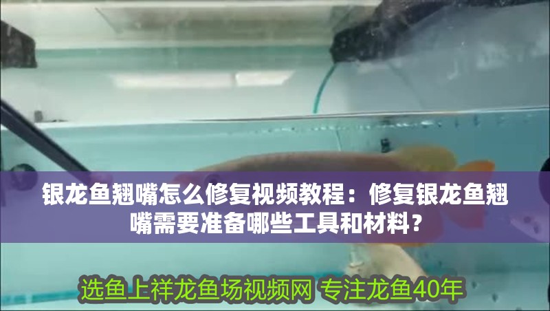 銀龍魚翹嘴怎么修復視頻教程：修復銀龍魚翹嘴需要準備哪些工具和材料？