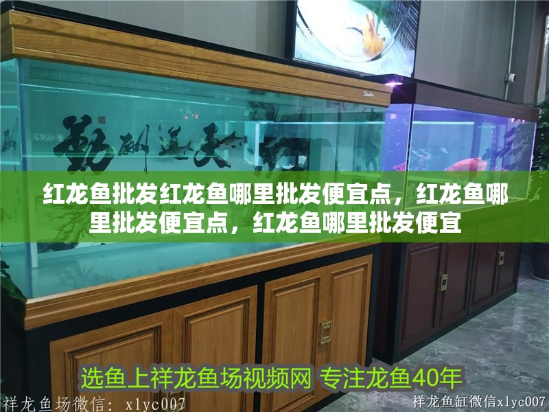 紅龍魚批發紅龍魚哪里批發便宜點，紅龍魚哪里批發便宜點，紅龍魚哪里批發便宜