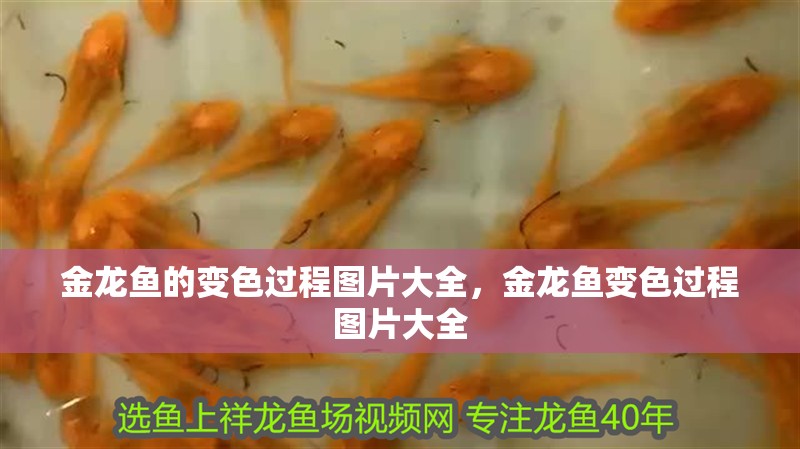 金龍魚的變色過程圖片大全，金龍魚變色過程圖片大全