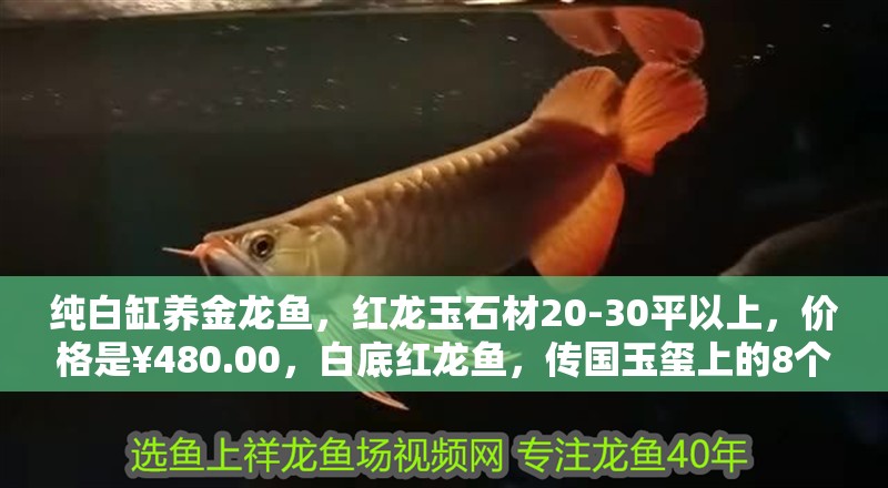 純白缸養金龍魚，紅龍玉石材20-30平以上，價格是￥480.00，白底紅龍魚，傳國玉璽上的8個字是什么，白缸適合養什么龍
