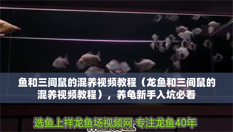 魚和三間鼠的混養(yǎng)視頻教程（龍魚和三間鼠的混養(yǎng)視頻教程），養(yǎng)龜新手入坑必看