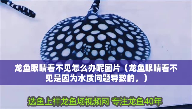 龍魚眼睛看不見怎么辦呢圖片（龍魚眼睛看不見是因為水質問題導致的，） 龍魚眼睛看不見怎么辦呢圖片（龍魚眼睛看不見是因為水質問題導致的，） 觀賞魚百科 第2張
