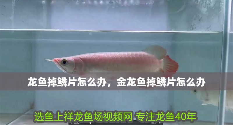 龍魚掉鱗片怎么辦，金龍魚掉鱗片怎么辦