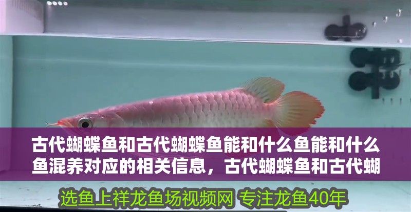 古代蝴蝶魚和古代蝴蝶魚能和什么魚能和什么魚混養對應的相關信息，古代蝴蝶魚和古代蝴蝶魚能和什么魚混養對應