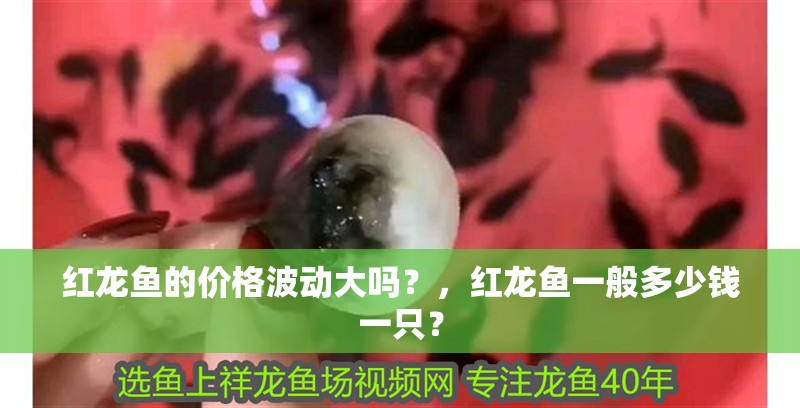 紅龍魚的價格波動大嗎？，紅龍魚一般多少錢一只？