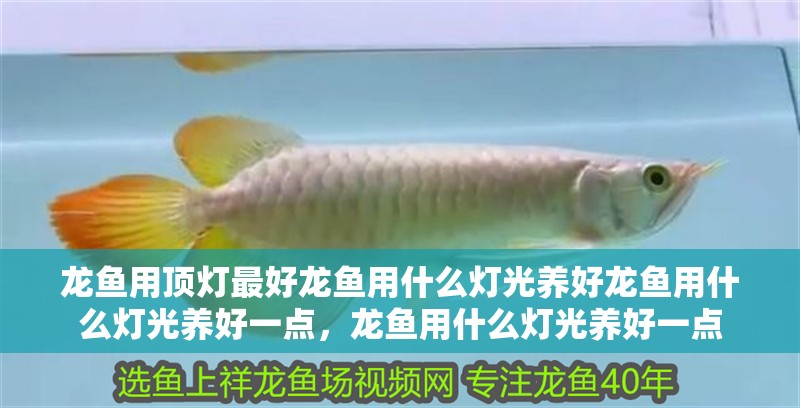 龍魚用頂燈最好龍魚用什么燈光養(yǎng)好龍魚用什么燈光養(yǎng)好一點(diǎn)，龍魚用什么燈光養(yǎng)好一點(diǎn)