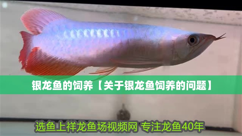 銀龍魚的飼養【關于銀龍魚飼養的問題】