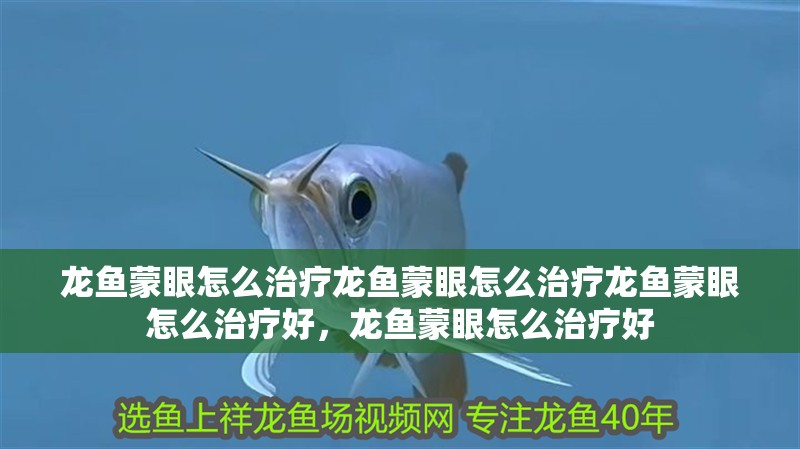 龍魚蒙眼怎么治療龍魚蒙眼怎么治療龍魚蒙眼怎么治療好，龍魚蒙眼怎么治療好 龍魚蒙眼怎么治療龍魚蒙眼怎么治療龍魚蒙眼怎么治療好，龍魚蒙眼怎么治療好 觀賞魚百科 第1張