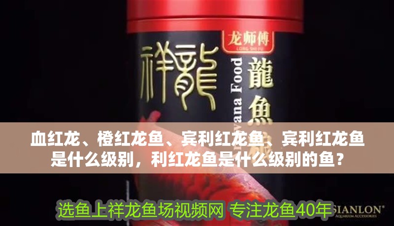 血紅龍、橙紅龍魚、賓利紅龍魚、賓利紅龍魚是什么級別，利紅龍魚是什么級別的魚？