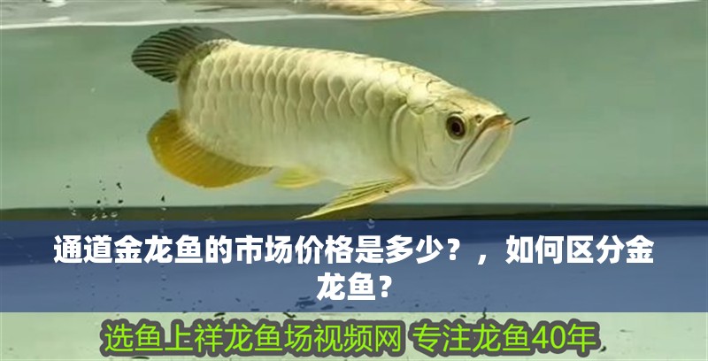 通道金龍魚的市場(chǎng)價(jià)格是多少？，如何區(qū)分金龍魚？