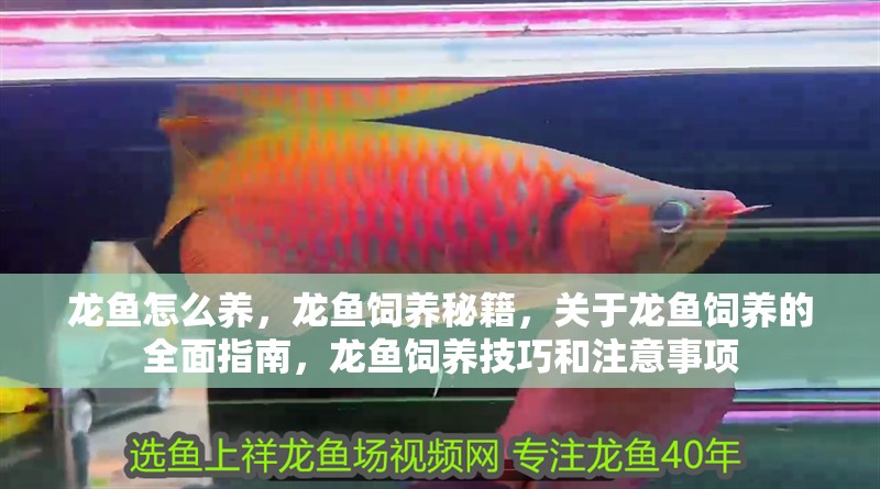 龍魚怎么養，龍魚飼養秘籍，關于龍魚飼養的全面指南，龍魚飼養技巧和注意事項 龍魚怎么養，龍魚飼養秘籍，關于龍魚飼養的全面指南，龍魚飼養技巧和注意事項 觀賞魚百科 第6張