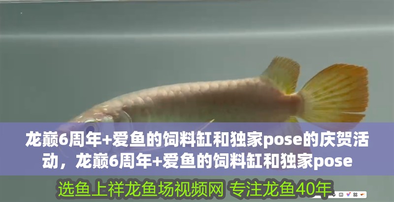 龍巔6周年+愛魚的飼料缸和獨家pose的慶賀活動，龍巔6周年+愛魚的飼料缸和獨家pose 龍巔6周年+愛魚的飼料缸和獨家pose的慶賀活動，龍巔6周年+愛魚的飼料缸和獨家pose 觀賞魚百科