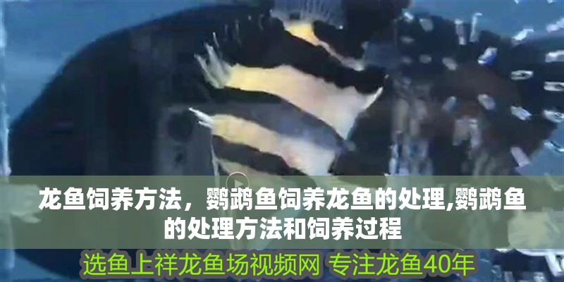 龍魚飼養方法，鸚鵡魚飼養龍魚的處理,鸚鵡魚的處理方法和飼養過程
