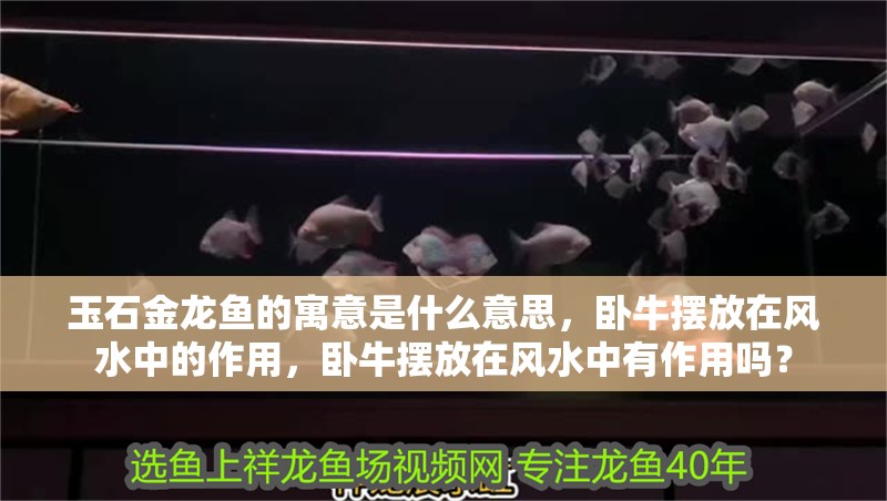 玉石金龍魚的寓意是什么意思，臥牛擺放在風水中的作用，臥牛擺放在風水中有作用嗎？