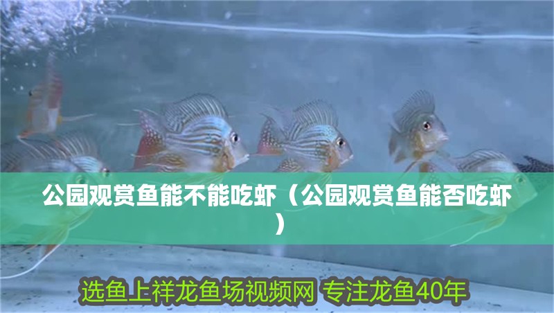 公園觀賞魚能不能吃蝦（公園觀賞魚能否吃蝦） 公園觀賞魚能不能吃蝦（公園觀賞魚能否吃蝦） 觀賞魚百科 第1張