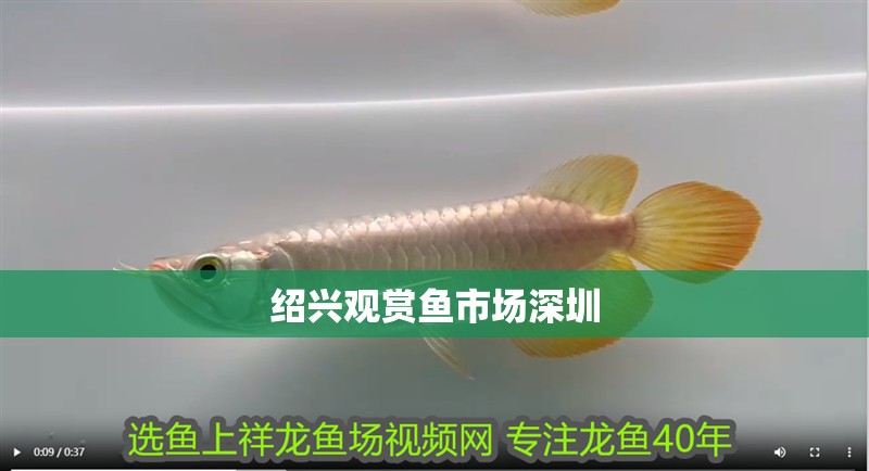 紹興觀賞魚市場深圳