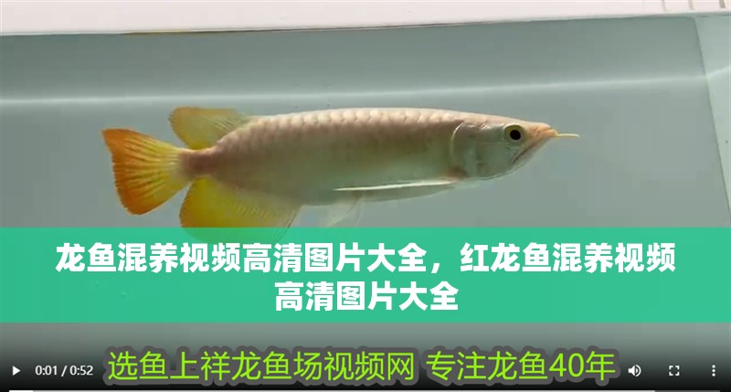 龍魚混養(yǎng)視頻高清圖片大全，紅龍魚混養(yǎng)視頻高清圖片大全