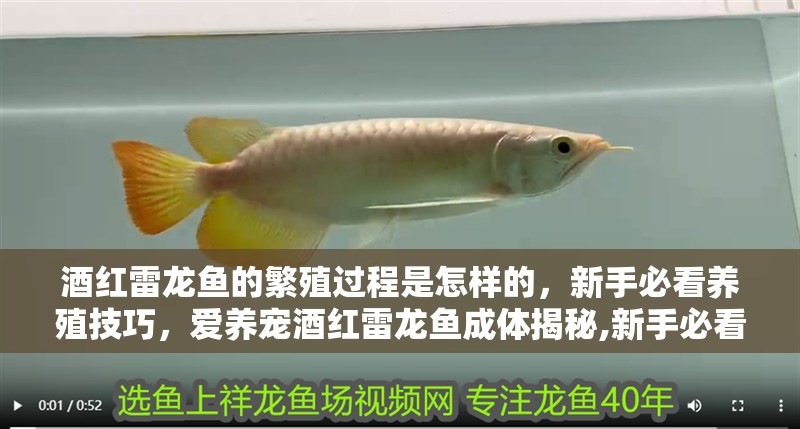 酒紅雷龍魚的繁殖過程是怎樣的，新手必看養殖技巧，愛養寵酒紅雷龍魚成體揭秘,新手必看養殖技巧