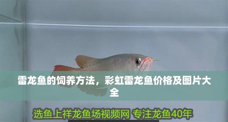 雷龍魚(yú)的飼養(yǎng)方法，彩虹雷龍魚(yú)價(jià)格及圖片大全