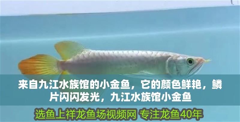來自九江水族館的小金魚，它的顏色鮮艷，鱗片閃閃發光，九江水族館小金魚