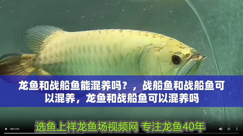 龍魚和戰船魚能混養嗎？，戰船魚和戰船魚可以混養，龍魚和戰船魚可以混養嗎