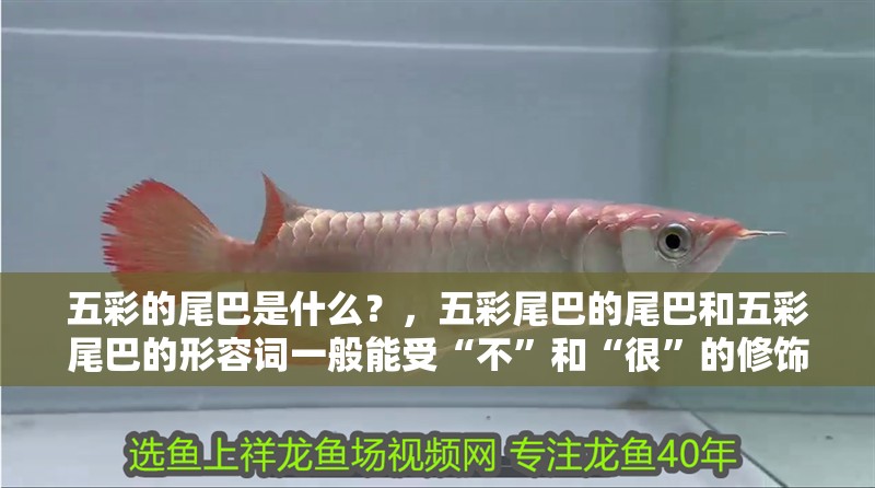 五彩的尾巴是什么？，五彩尾巴的尾巴和五彩尾巴的形容詞一般能受“不”和“很”的修飾