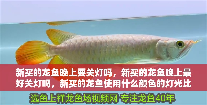 新買的龍魚晚上要關燈嗎，新買的龍魚晚上最好關燈嗎，新買的龍魚使用什么顏色的燈光比較好