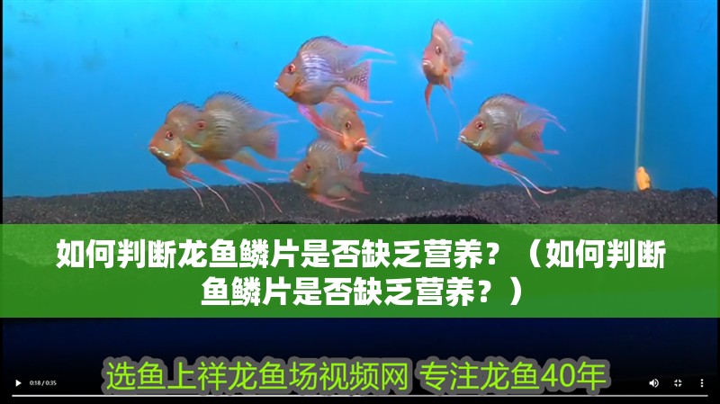 如何判斷龍魚鱗片是否缺乏營(yíng)養(yǎng)？（如何判斷魚鱗片是否缺乏營(yíng)養(yǎng)？）