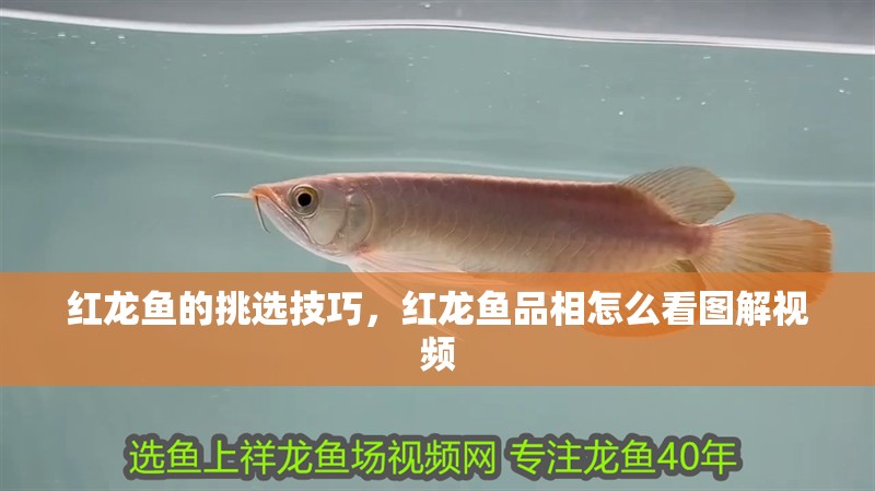 紅龍魚的挑選技巧，紅龍魚品相怎么看圖解視頻