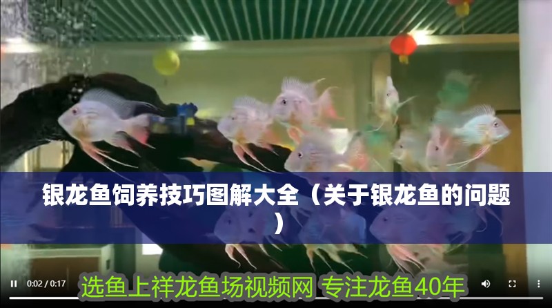 銀龍魚飼養(yǎng)技巧圖解大全（關(guān)于銀龍魚的問題）
