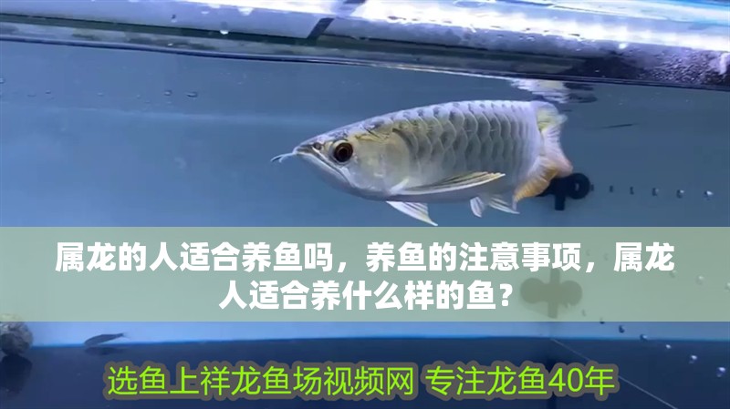 屬龍的人適合養魚嗎，養魚的注意事項，屬龍人適合養什么樣的魚？