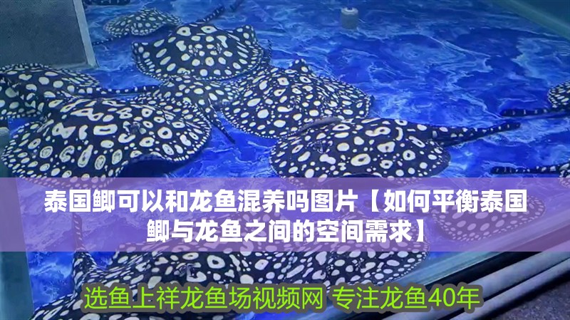 泰國鯽可以和龍魚混養嗎圖片【如何平衡泰國鯽與龍魚之間的空間需求】
