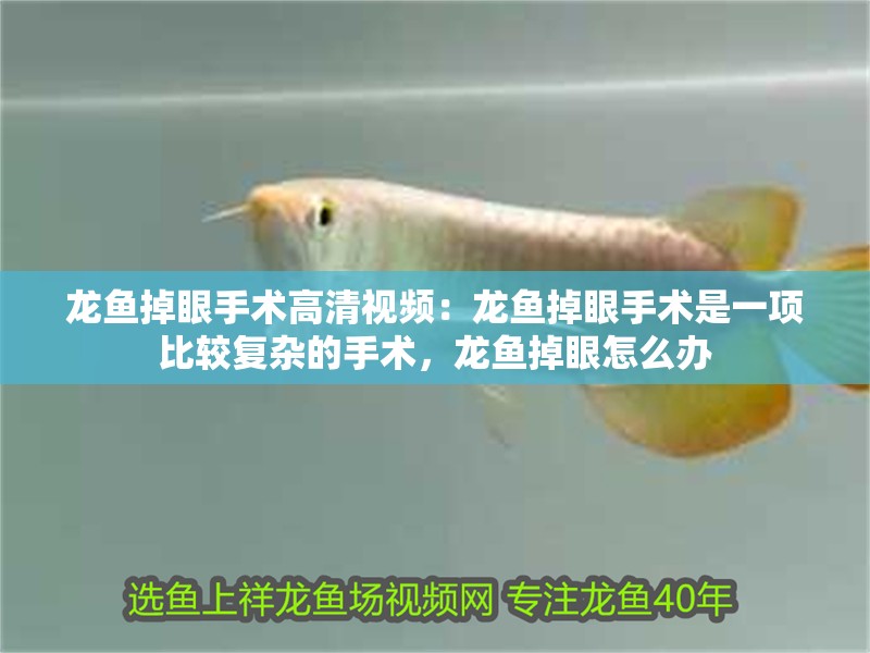 龍魚掉眼手術高清視頻：龍魚掉眼手術是一項比較復雜的手術，龍魚掉眼怎么辦