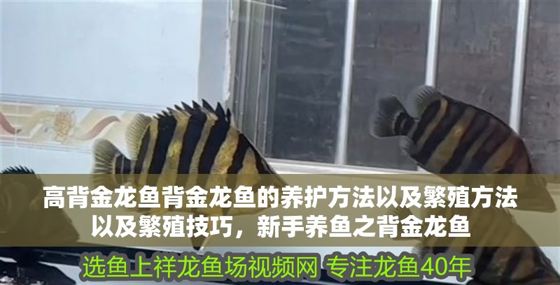 高背金龍魚背金龍魚的養護方法以及繁殖方法以及繁殖技巧，新手養魚之背金龍魚